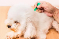 狗狗用了去蜱虫的药后有什么症状？ 狗狗有蜱虫的表现