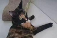 褴褛猫性格怎么样？ 褴褛猫大概多少钱一只