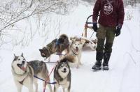 阿拉斯加雪橇犬和西伯利亚雪橇犬那种更好？ 西伯利亚雪橇犬拉雪橇