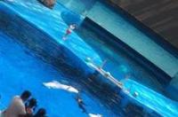 成都海昌极地海洋世界怎么去？ 成都海昌极地海洋世界