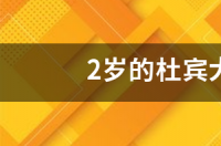 杜宾裁耳要多少钱呀？ 杜宾犬裁耳