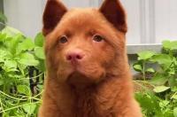 五赤犬一般能长多少斤？ 潮汕五红犬多少钱一条