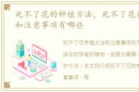 死不了花的种植方法，死不了花养殖方法和注意事项有哪些
