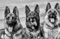 捷克狼犬价格？ 杰克狼狗价格