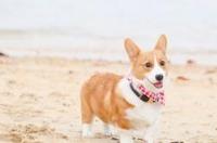 柯基犬怕冷吗？ 柯基怕冷吗