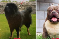 恶霸犬是烈性犬吗？ 美国恶霸犬是烈性犬吗