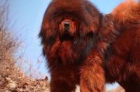 一个月大的藏獒幼犬吃什么？ 小藏獒吃什么食物