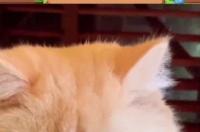 猫吃什么食物？ 猫咪吃什么食物