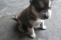 网上买的幼犬托运过来靠谱吗？ 买幼犬在哪里买可靠