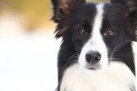 金边牧犬优缺点？ 金边边境牧羊犬价格