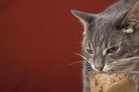 猫吃巧克力了，怎么办？ 猫吃了巧克力怎么补救