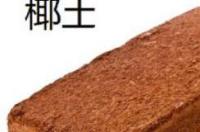乌龟如何冬眠？ 家养乌龟怎么冬眠