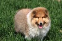 苏牧犬多少钱？ 苏格兰牧羊犬价格多少钱一条
