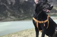 我有一只黑色的狗起什么名字好呢公的，名字越多越好？ 犬名大全 名字霸气