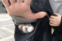 宠物貂的颜色比较常见的8种宠物貂的颜色？ 安哥鲁宠物貂颜色