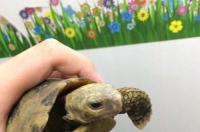 中国龟是一级保护动物？ 俄罗斯陆龟是保护动物吗