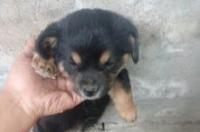 马犬挑选口诀？ 土狗幼犬的挑选口诀