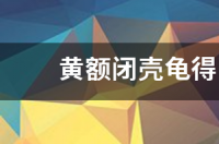 黄额闭壳龟如何冬眠？ 黄额闭壳龟