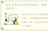 西瓜子是什么瓜的子图片，西瓜子是什么瓜的子