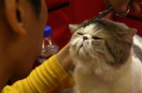 我养的猫去世了，尸体怎么处理？ 猫咪离世后怎么处理