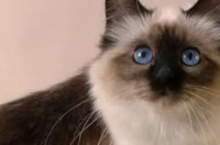 猫的种类？ 猫的品种名称