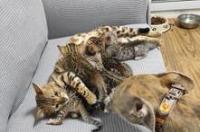 东北豹猫可以养殖吗？ 亚洲豹猫可以养吗