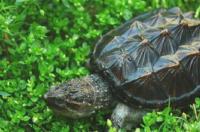 如何养鳄鱼龟？ 鳄龟的饲养方法