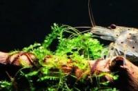 求与小型观赏虾（水晶、极火等）最佳混养观赏鱼？ 观赏虾混养最佳搭配