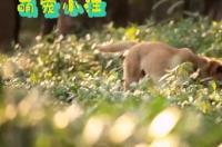 寻找一部人与狼和狗的电影中国拍的？ 关于狗的电影感人国产
