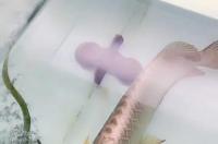 狗头鱼有多少种类？ 鱼的种类有多少