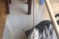 介绍美国短毛虎斑猫（美短）？ 美短猫虎斑