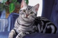 灰色的猫有什么品种？ 美短猫有几种花色