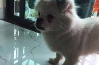 京巴串串犬一只多少钱？ 京巴串串