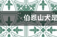 伯恩山犬是禁养犬吗？ 伯恩山犬有攻击性吗