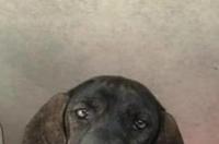 普罗特猎犬的优缺点你值得拥有！ 普罗特猎犬小犬多少钱