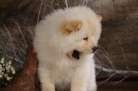 纯种松狮犬的价格？ 松狮杂交狗多少钱