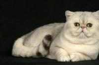异国长毛猫和波斯猫有什么区别？ 异国长毛猫