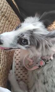 陨石色边境牧羊犬？ 陨石边境牧羊犬蓝眼睛
