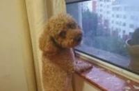 狗狗得犬瘟治愈后，现在老是抽搐怎么治？ 狗瘟后遗症抽搐治疗成功