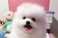 博美犬的寿命一般是多长？ 茶杯犬博美的寿命多久