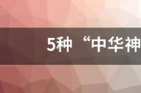 5种“中华神犬”是什么？ 中华豹纹犬