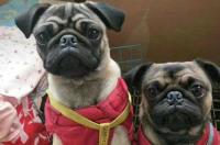 耳朵是竖起来的巴哥犬是纯正的么？ 巴哥犬表情包