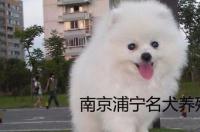 请问美系博美与英系博美结合？ 英系纯种博美