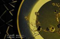 attempt用法及固定搭配 attempt