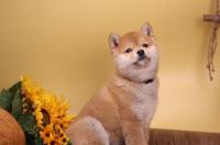 适合家庭养的中型犬？ 适合家养的霸气中型犬