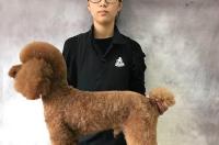 武汉哪里有专业训练狗子的位置？？？ 武汉宠物训练学校
