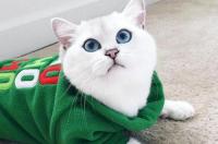 最便宜的猫多少钱一只？ 世界上最便宜的猫咪