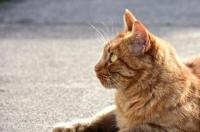 猫咪为什么不会靠近快要死的人？ 猫喜欢接近快死的人