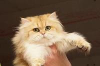 国产哪种牌子的猫粮好？ 靠谱的国产猫粮