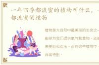 一年四季都流蜜的植物叫什么，一年四季都流蜜的植物